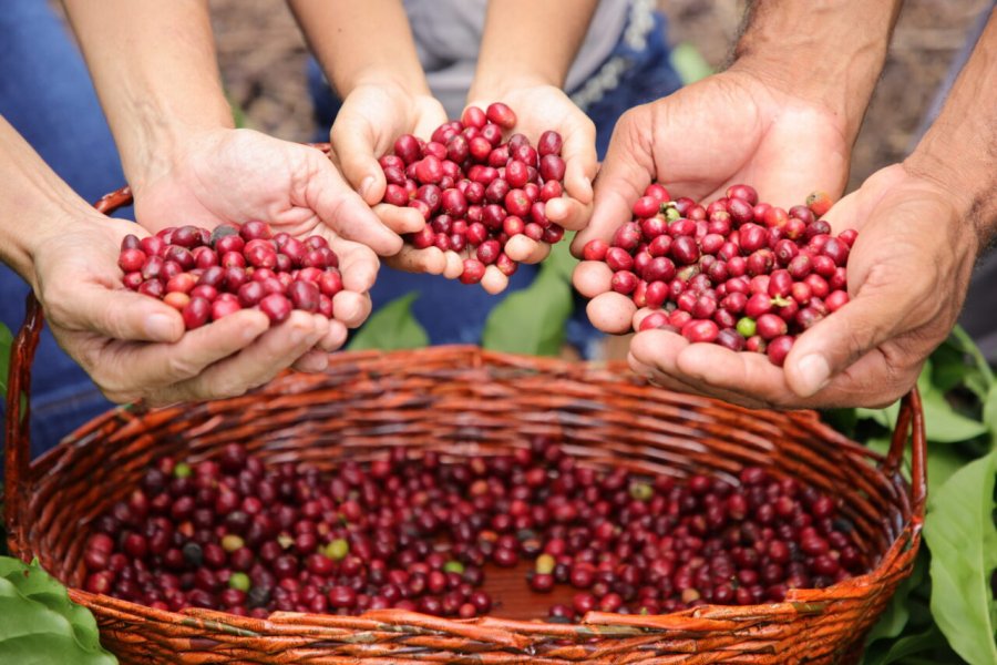 Produtores rondonienses de Café Robustas Amazônicos apresentam produtos a compradores de 11 países