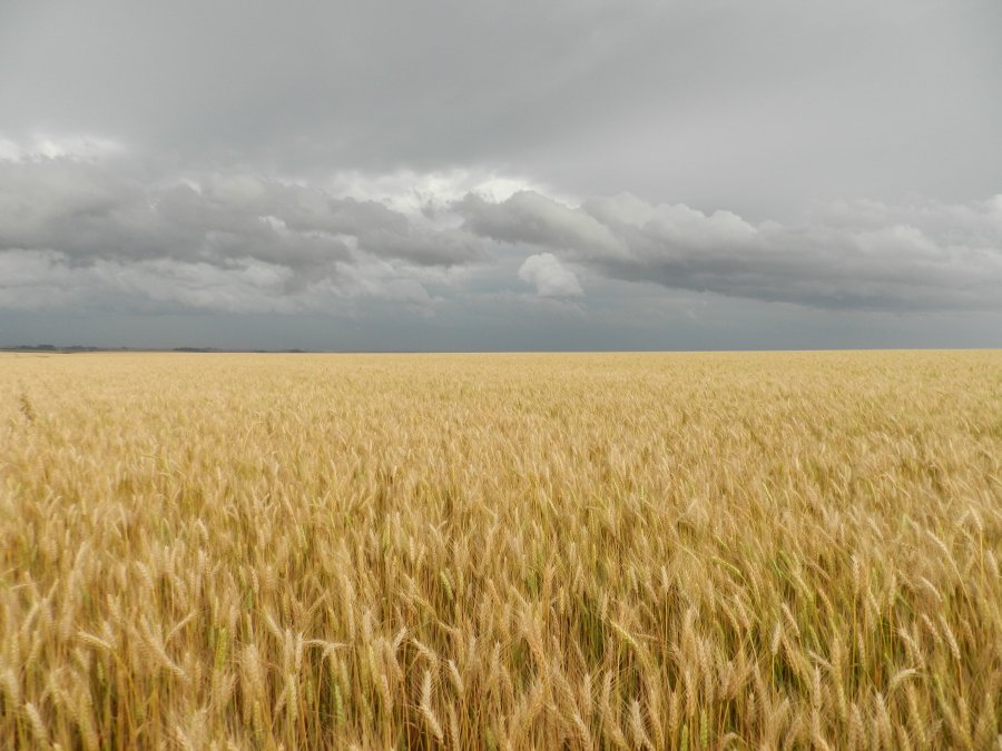 Como evitar perdas na agricultura com as mudanças do clima