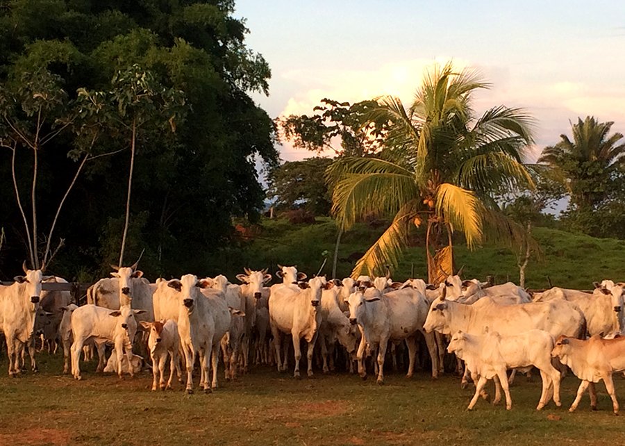 Pesquisa desenvolve método para estimar fertilidade de vacas em programas de IATF