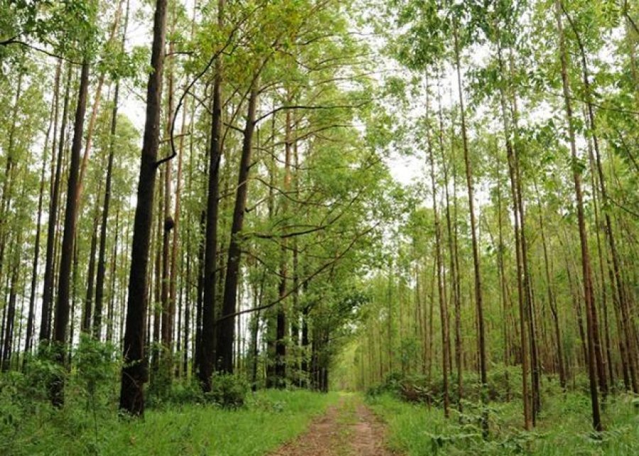 Exportação de produtos florestais cresce e segmento já é o segundo da pauta do agro