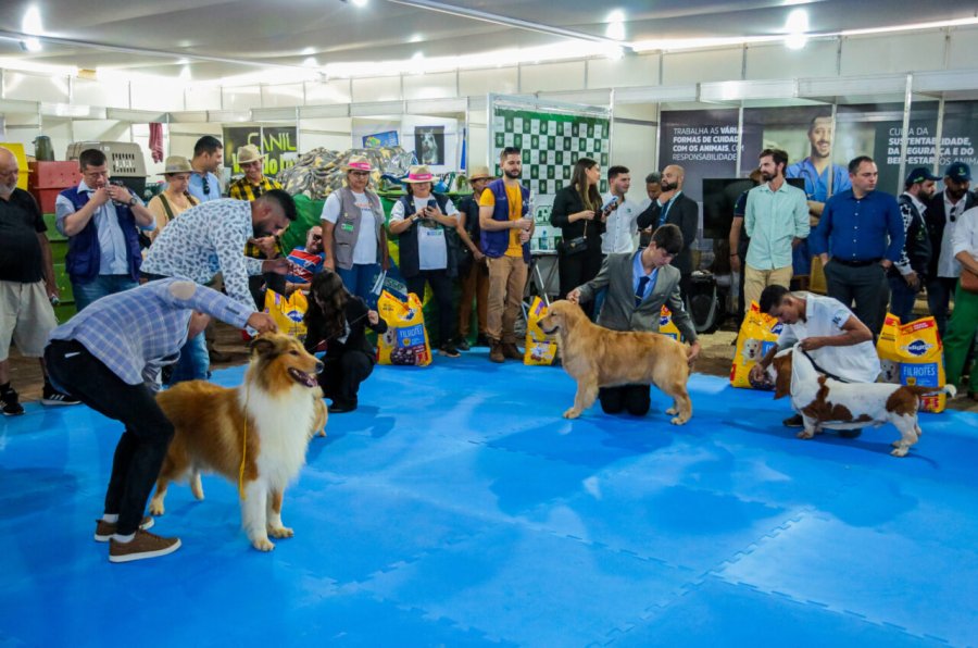 Feira Pet do Estado fomenta economia na 10ª Rondônia Rural Show com competição da qualidade de raças