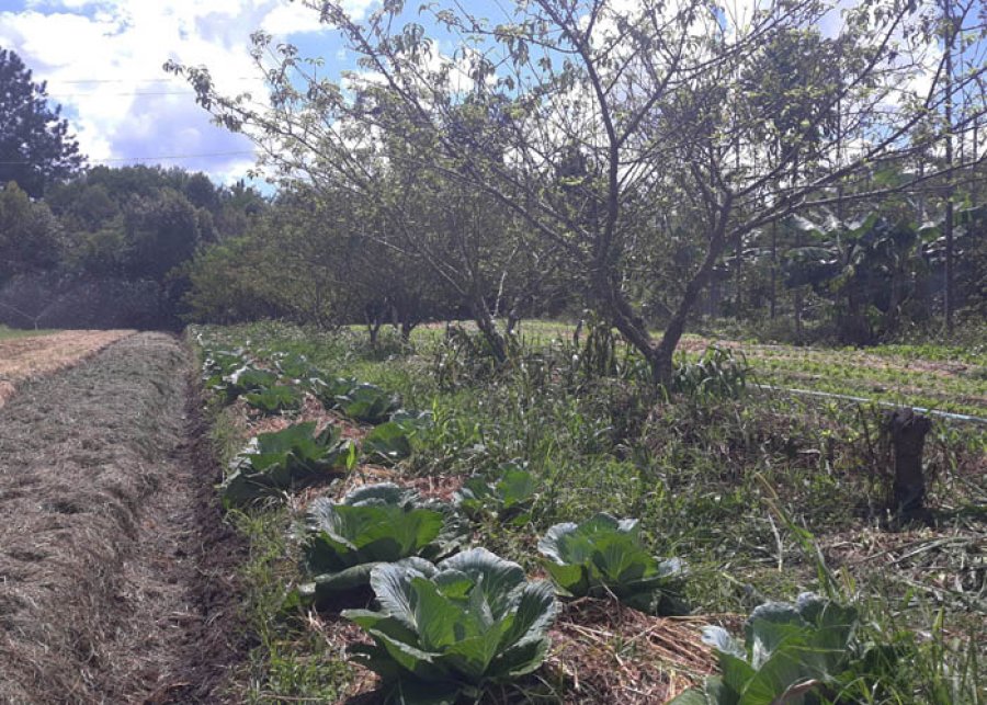 Aplicativo faz análise financeira e socioambiental de sistemas agroflorestais