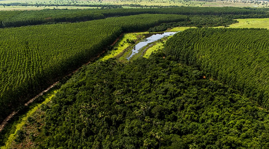 Receita das exportações do setor de árvores plantadas cresce 39%