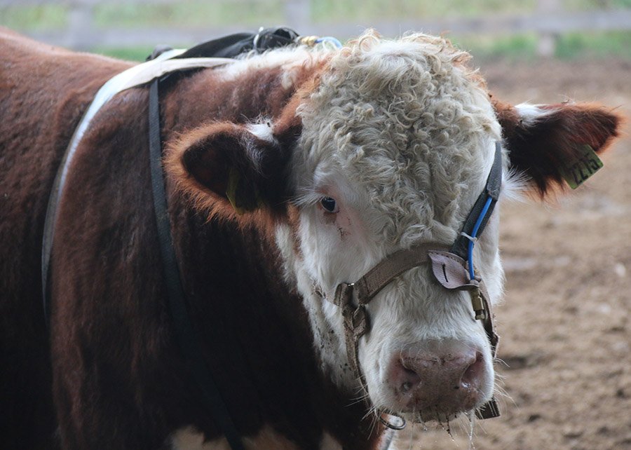 Nova metodologia mede emissão de metano em reprodutores bovinos