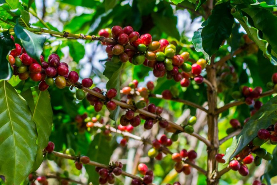 CAFÉ/CEPEA: Chuvas influenciam preços do café