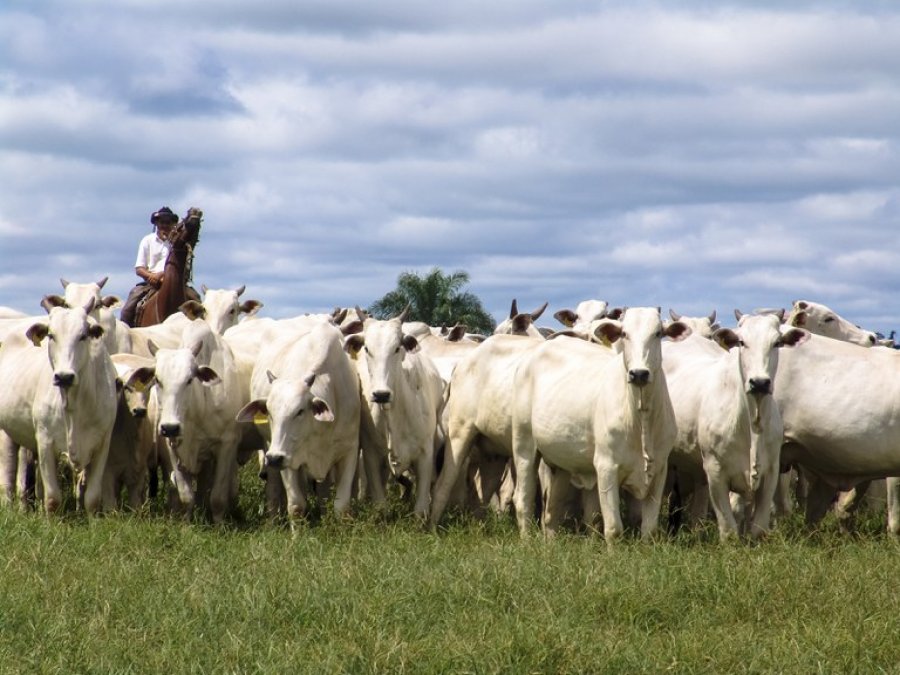 Idaron institui calendário oficial de declaração de rebanhos de interesse da defesa sanitária animal de 2022