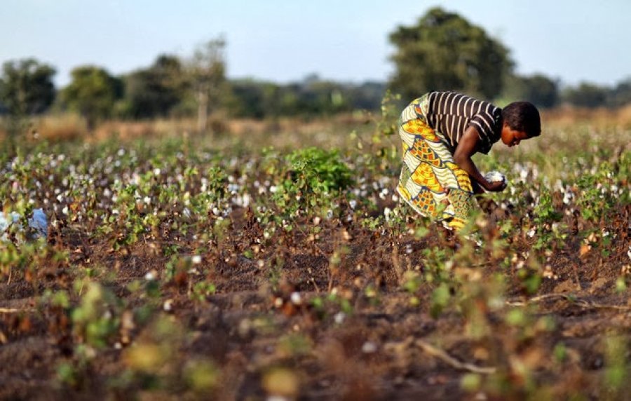 Termo de compromisso da Secretaria de Agricultura define estratégia de combate ao trabalho infantil no campo em Rondônia