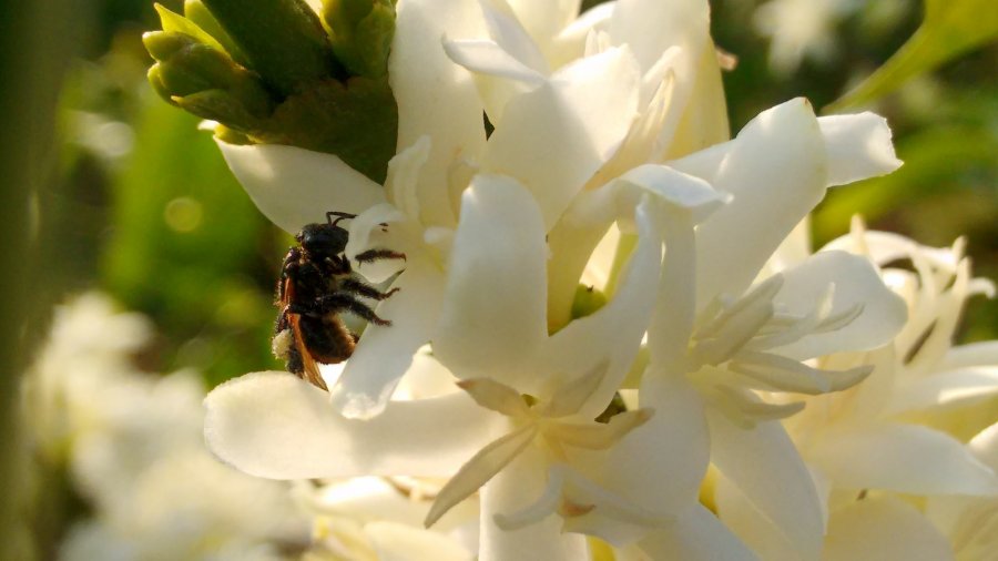 Como criar abelhas-sem-ferrão