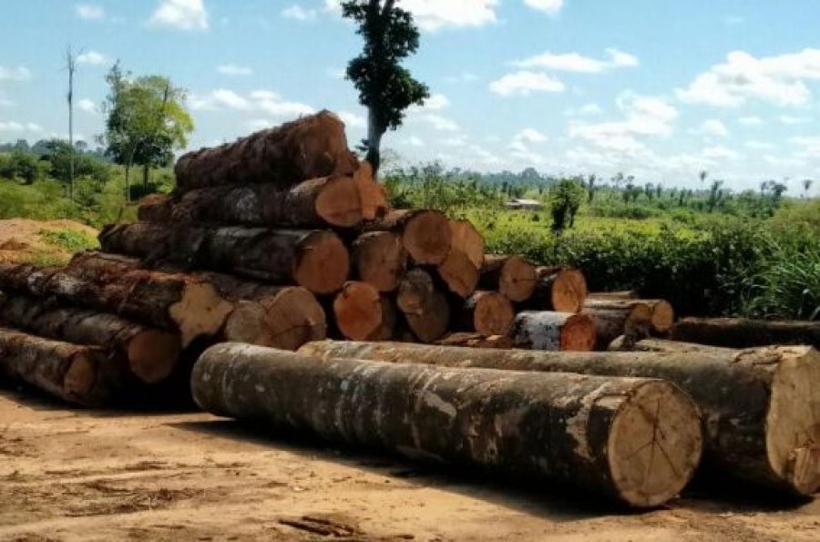 Polícia Ambiental apreendeu 5 mil metros cúbicos de madeira ilegal em Rondônia