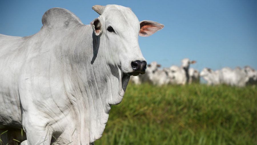 Rebanho bovino rondoniense aumentou 24% em uma década
