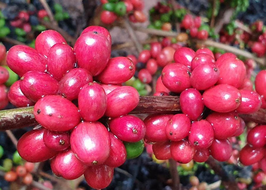 Pesquisa desenvolve primeiros cafés híbridos para a Amazônia