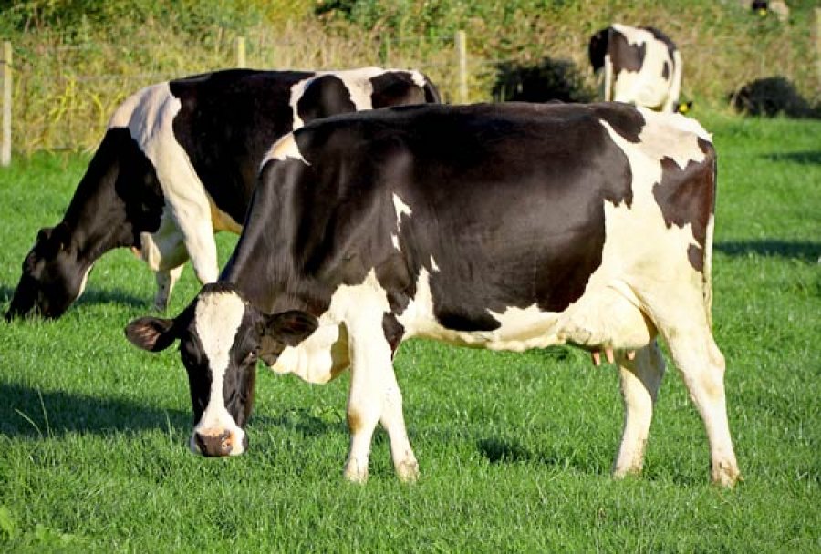 Emater lança curso on-line sobre bovinocultura leiteira para extensionistas rurais de Rondônia