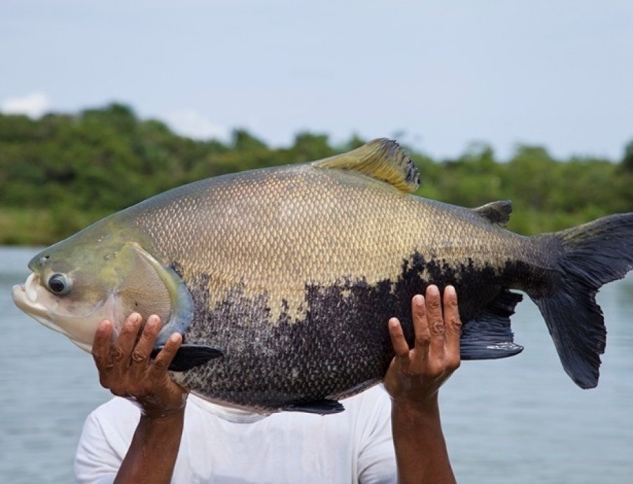 Produção de peixes é abundante em Rondônia, mas emperra na comercialização  - Engepesca - Redes para Aquicultura