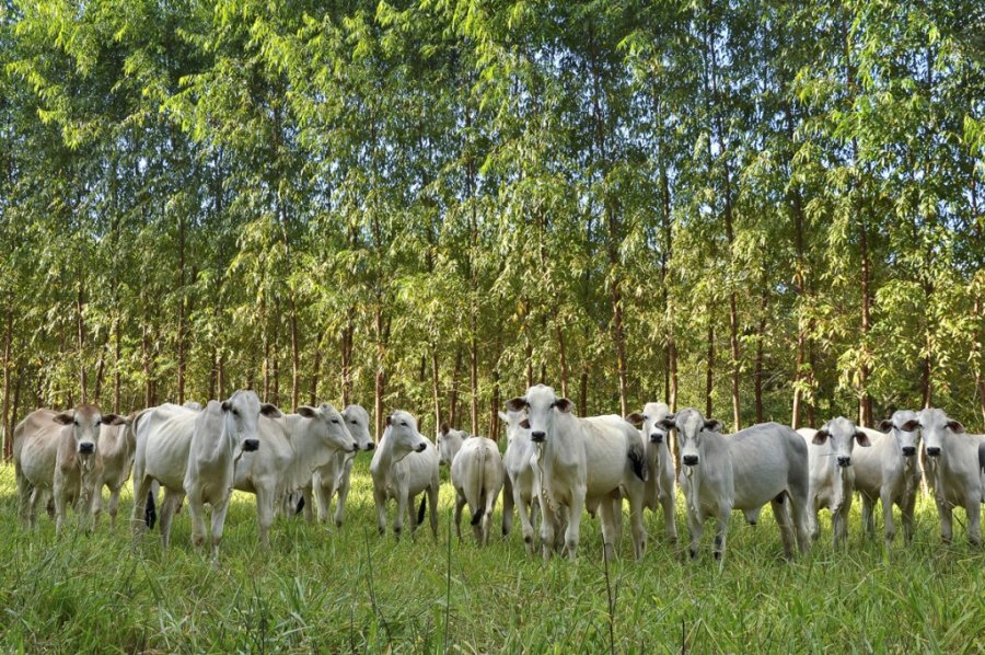 Integração lavoura-pecuária-floresta é oportunidade de negócio para produtores brasileiros