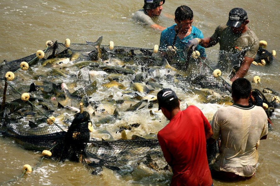 Estados da Amazônia debatem estratégia de baixas emissões de carbono baseado no peixe