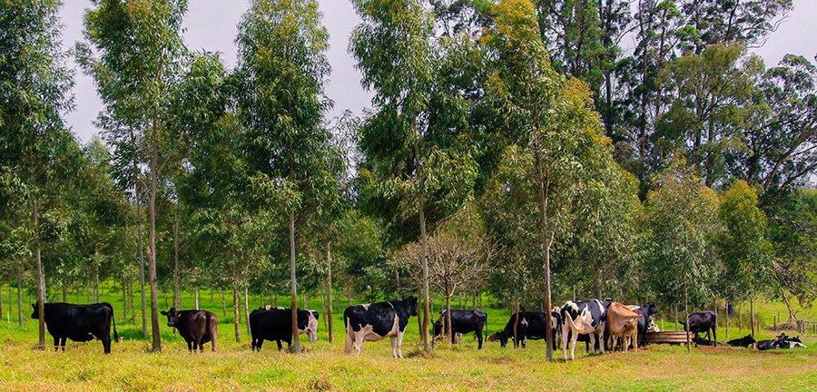 Estudo comprova que pecuária de leite no Brasil gera baixa emissão de carbono