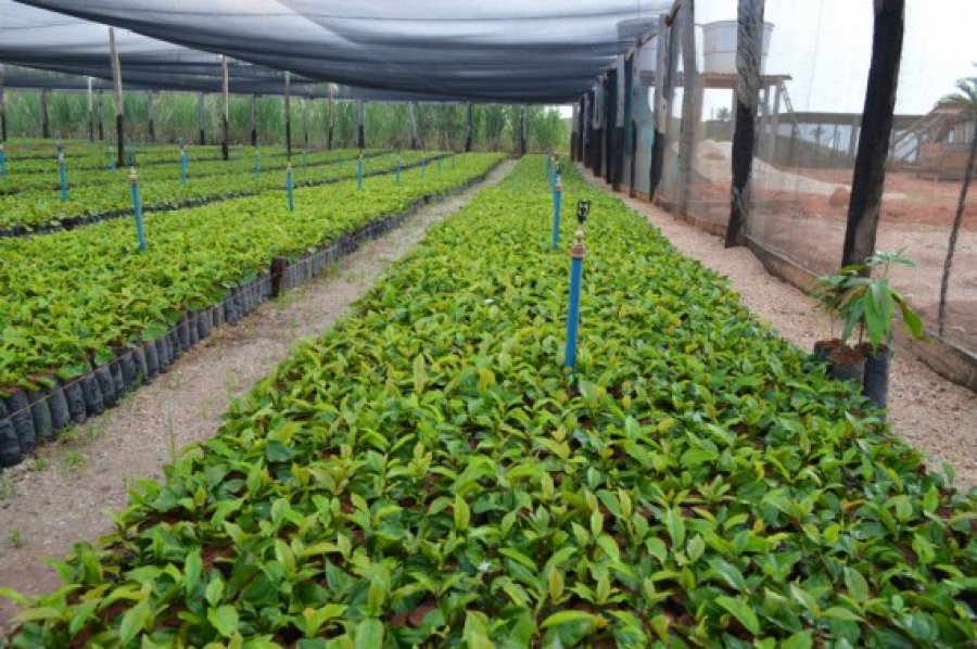 Aprovada liberação de R$ 4 milhões para compra de 3 milhões de mudas de café clonal para pequenos produtores rondonienses