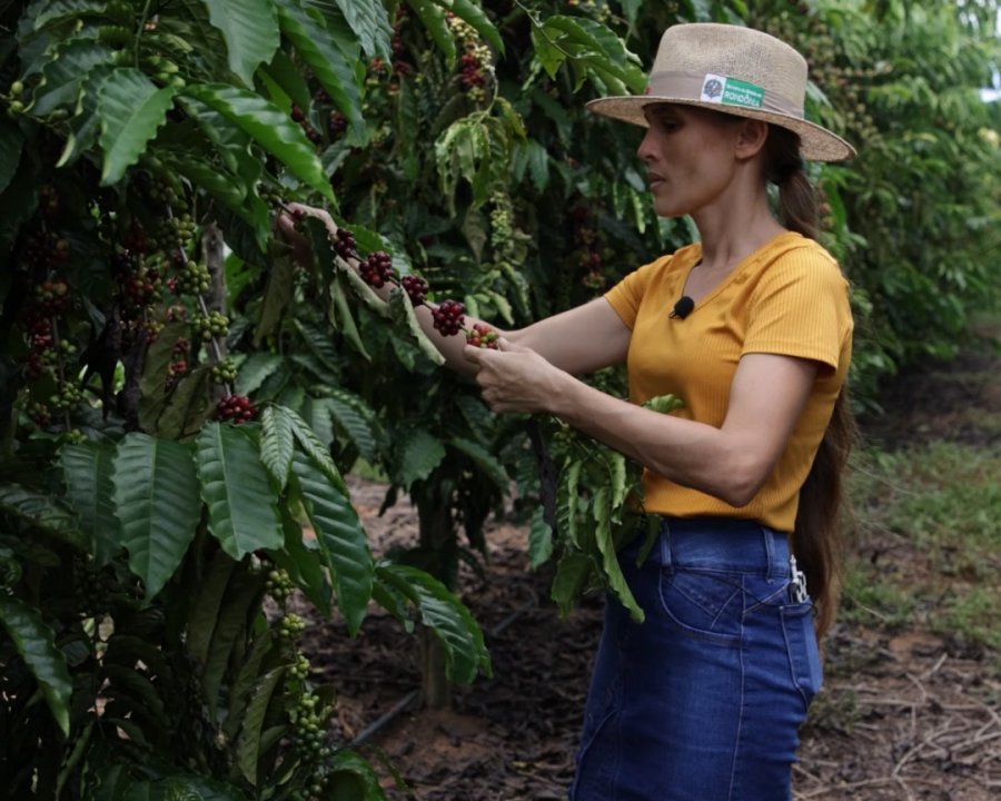 Mulheres produtoras de café de Rondônia estão entre as finalistas em concurso nacional de qualidade