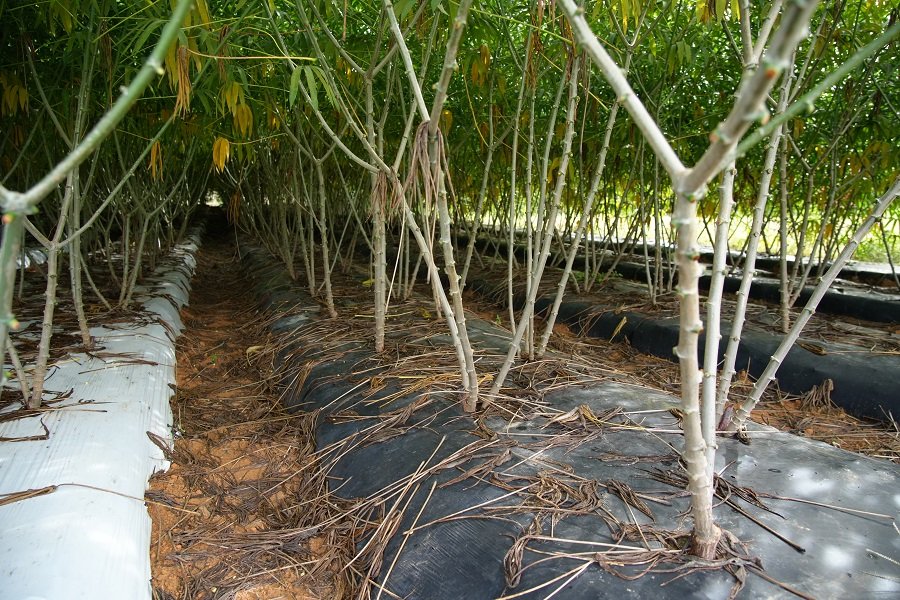 Embrapa desenvolve tecnologia que facilita o manejo e aumenta a produtividade da mandioca