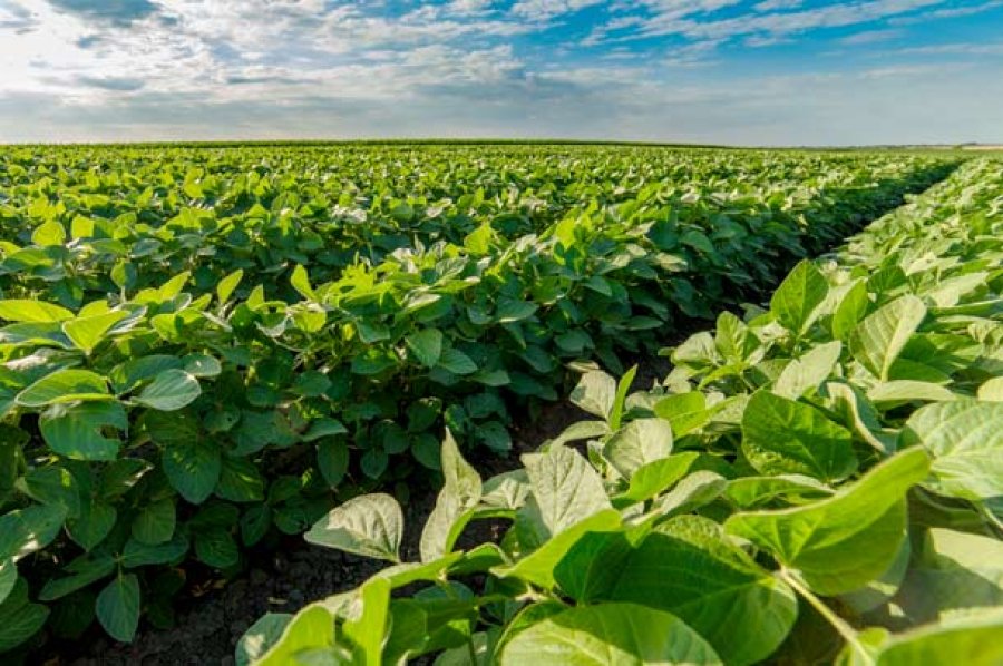 Fim do vazio sanitário permite cultivo de soja em Rondônia