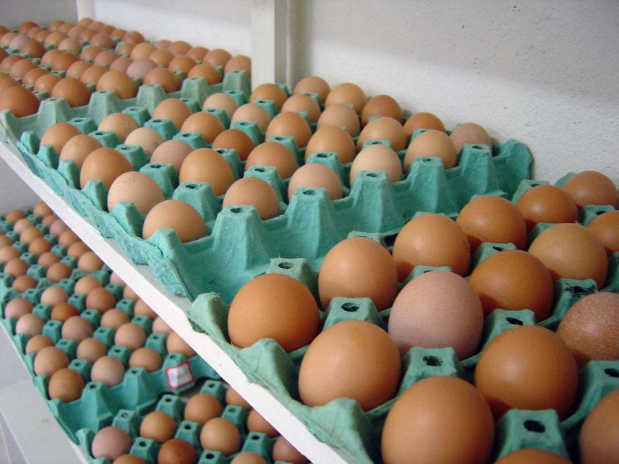 Cresce o interesse pela produção de ovos em Cacoal
