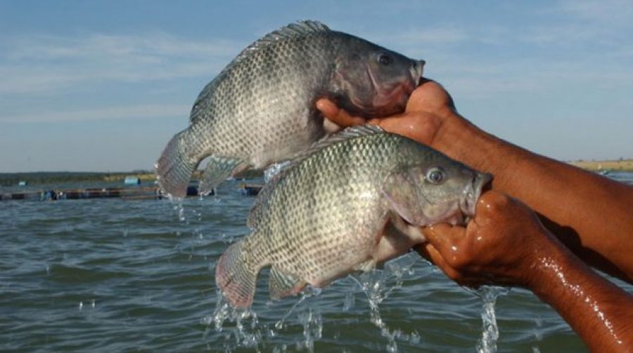 Produção nacional de peixes cultivados cresce 8%