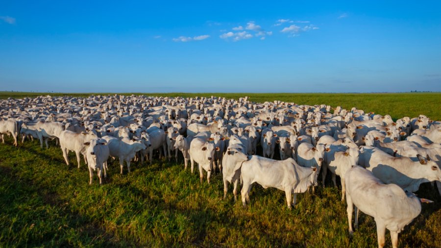 Rebanho bovino brasileiro alcançou recorde de 234,4 milhões de animais em 2022