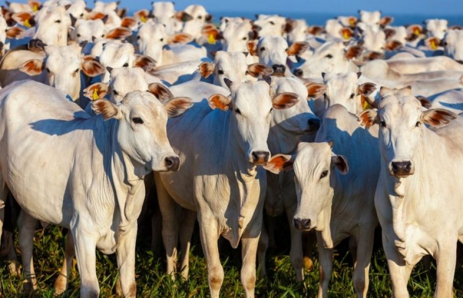 Pecuaristas de Rondônia têm até o dia 30 de novembro para declarar o rebanho à Idaron