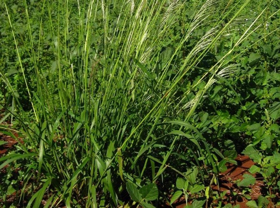 Cuidados com lavoura forrageira exigem atenção com plantas daninhas