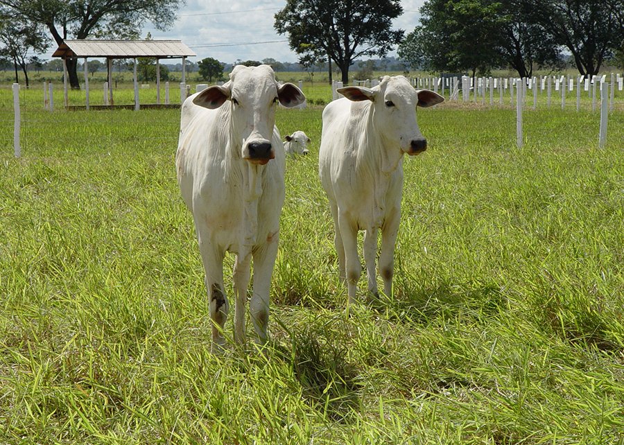 Protocolo inédito Carne Baixo Carbono permite aumentar lotação no pasto com sustentabilidade