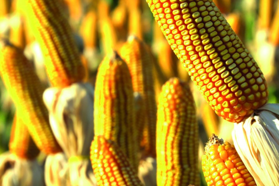 MILHO/CEPEA: Indicador volta a se sustentar