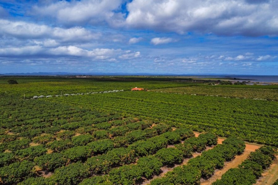CNA orienta produtores sobre a entrega da DITR 2026