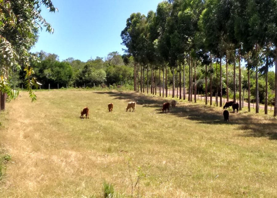 Planilha ajuda produtor a planejar plantio de árvores em ILPF