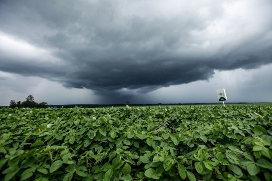 Monitoramento Agrícola – Chuvas volumosas seguem favorecendo cultivos no centro-norte do país