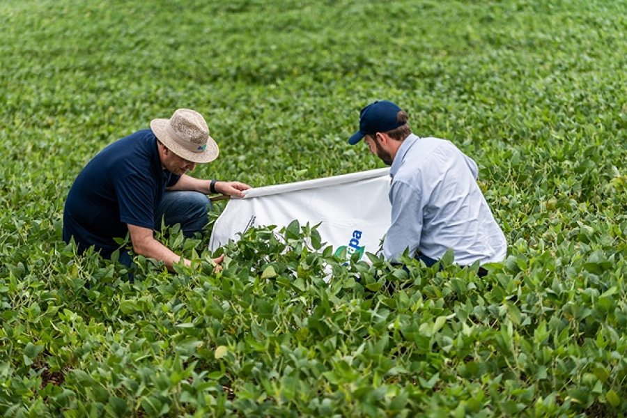 Produtores de soja economizam 50% na aplicação de inseticidas