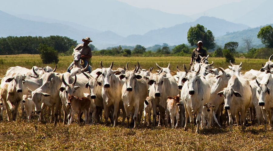 Porto Velho é o quarto município do país com maior rebanho bovino