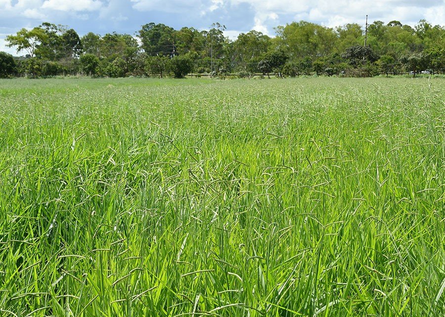 Primeira cultivar brasileira de Brachiaria decumbens chega ao mercado