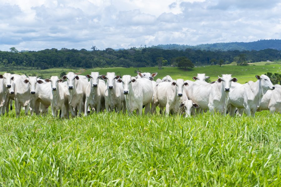 16 municípios rondonienses estão entre os cem com os maiores rebanhos bovinos do país