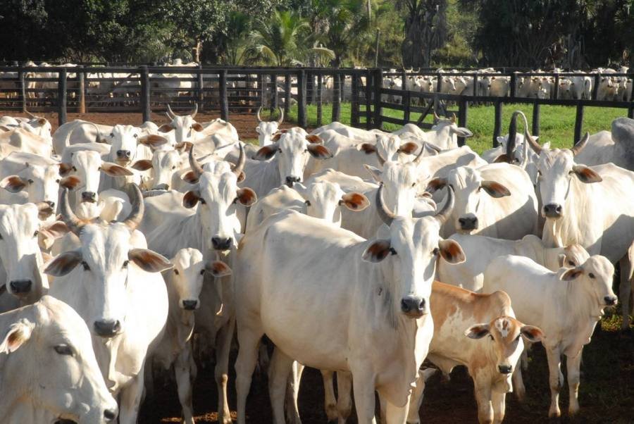 Produtores de Rondônia têm até o dia 31 de maio para fazer a declaração do rebanho