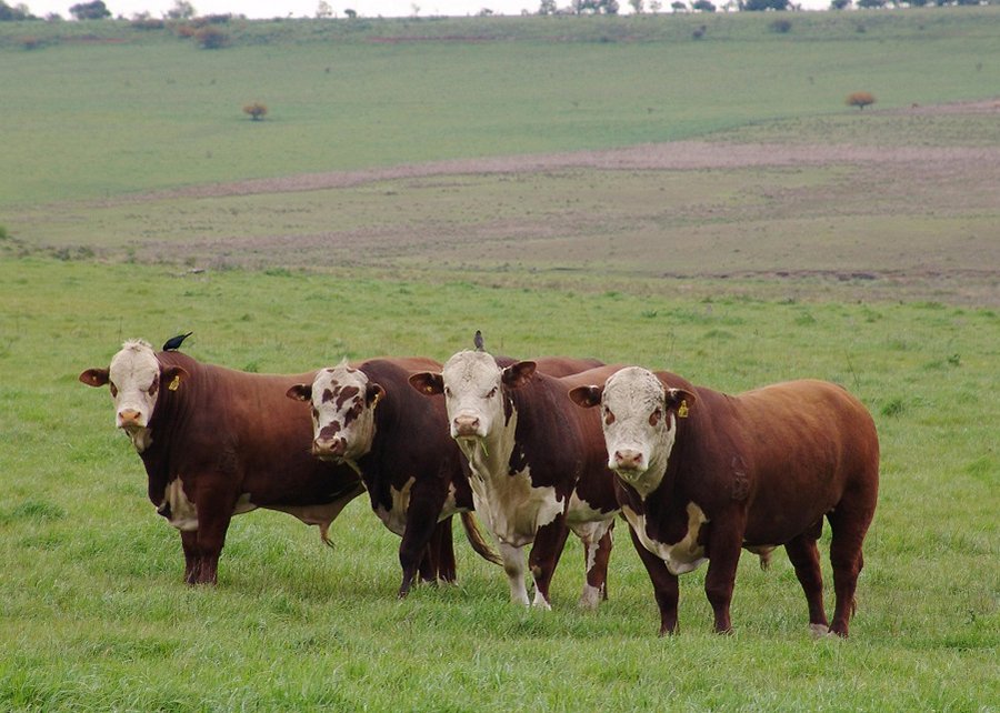 Brasil, Austrália e África do Sul unificam dados genômicos sobre resistência bovina ao carrapato