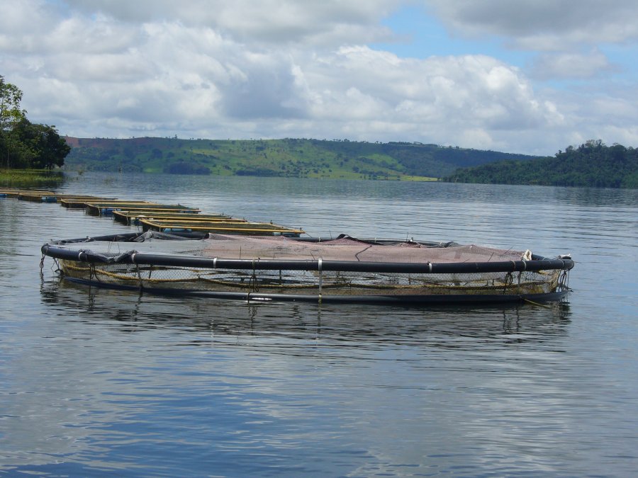 Embrapa disponibiliza documento sobre a melhoria da produção de tambaqui em piscicultura de tanques-rede