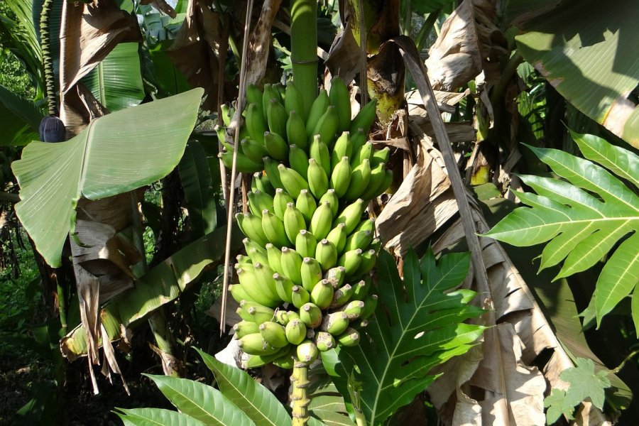 Resíduos de bananeira são eficazes no controle de parasitos do tambaqui