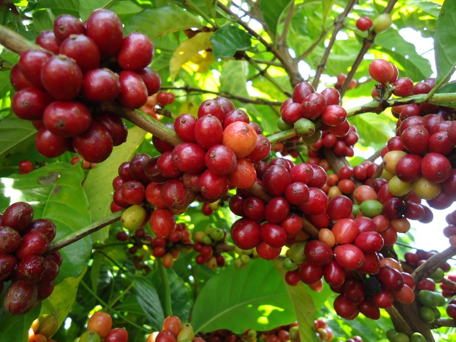 Produção de café apresenta recuperação de 2,7% em 2025, estimada em 55,7 milhões de sacas