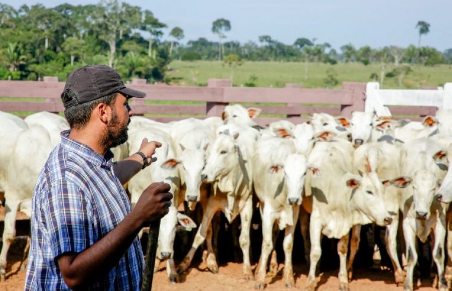 Pecuaristas de Rondônia têm até 30 de novembro para apresentar declaração do rebanho, alerta Idaron