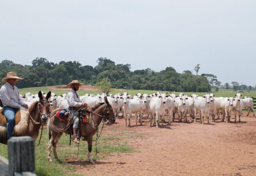 Fórum Rondoniense vai massificar a Manutenção de Área Livre de Febre Aftosa sem Vacinação