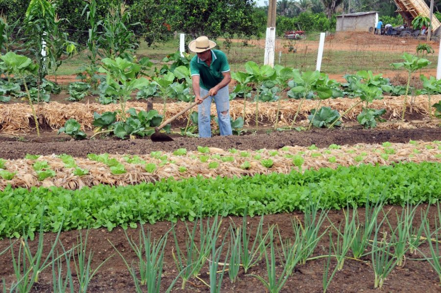 Agricultores de Rondônia serão homenageados com exposição de produtos da agricultura familiar nesta sexta-feira, 28