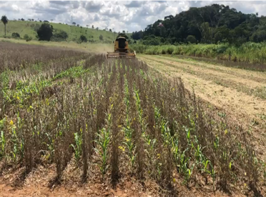 Antecipe - Novo sistema de produção de milho desenvolvido pela Embrapa visa intercalar o cultivo antecipado