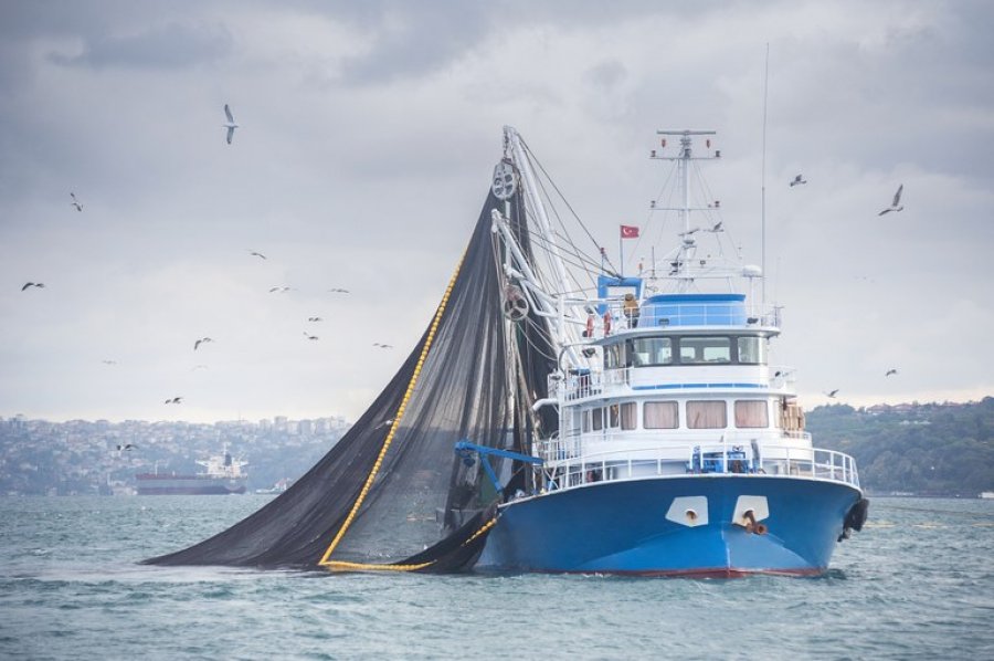 Exportação de pescado para a União Europeia é suspensa