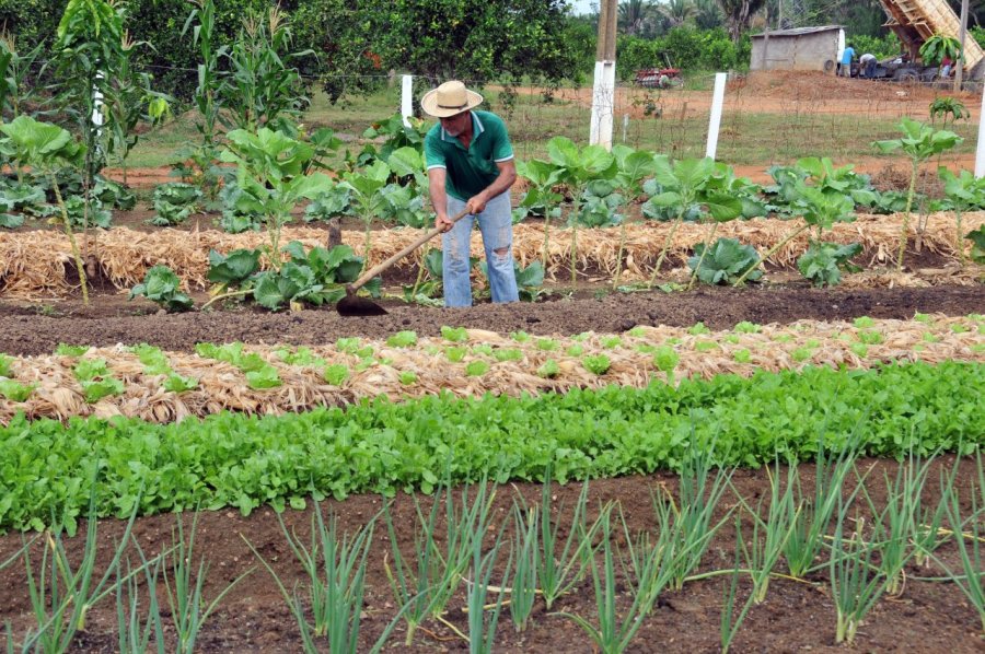 Parceria amplia acesso ao crédito rural a agricultores familiares em Rondônia