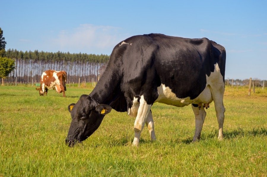 Com o aumento das chuvas, produtores rurais devem ficar atentos a casos de leptospirose bovina